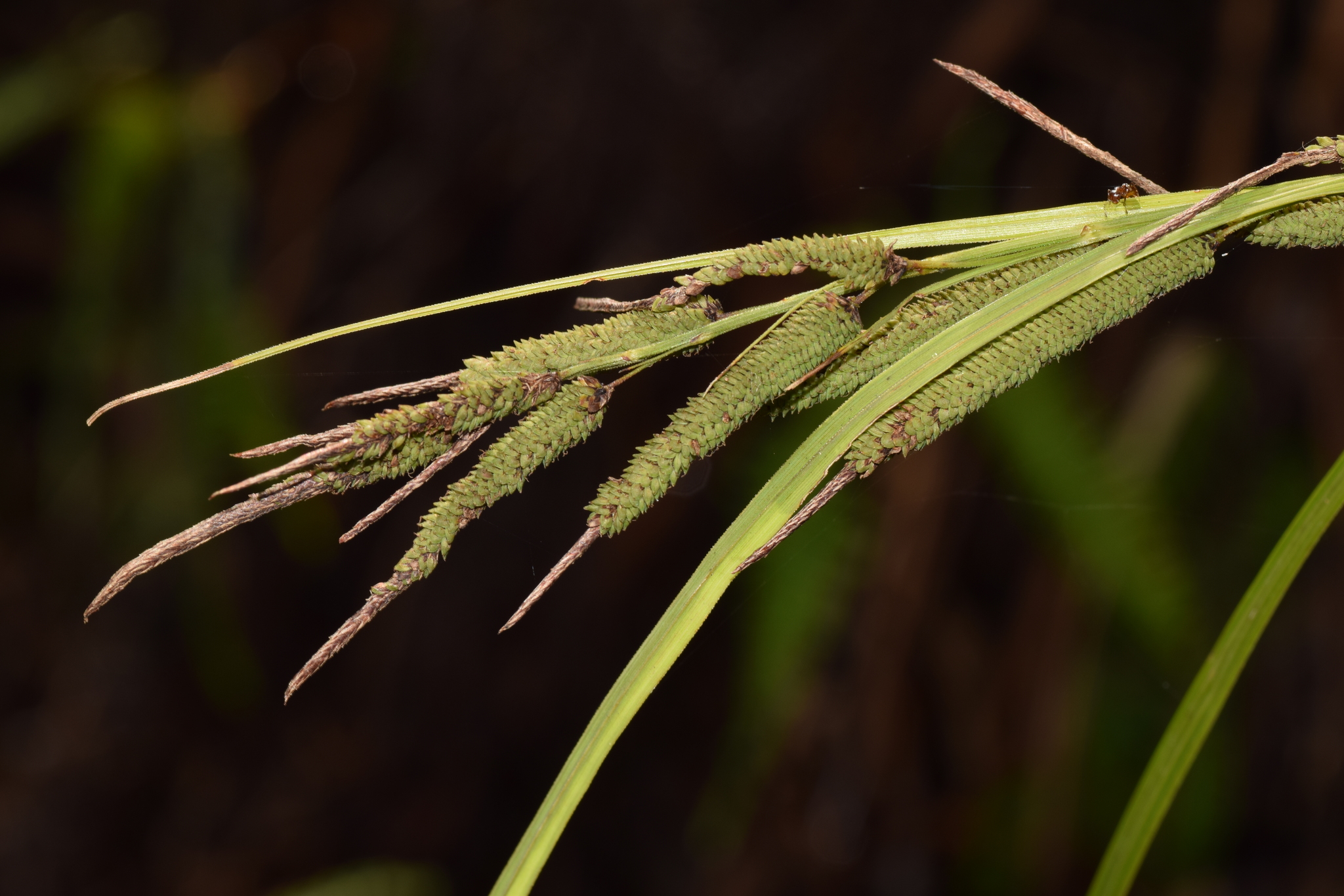 Carex graeffeana