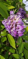 Wisteria frutescens