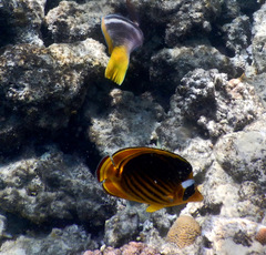 Chaetodon fasciatus