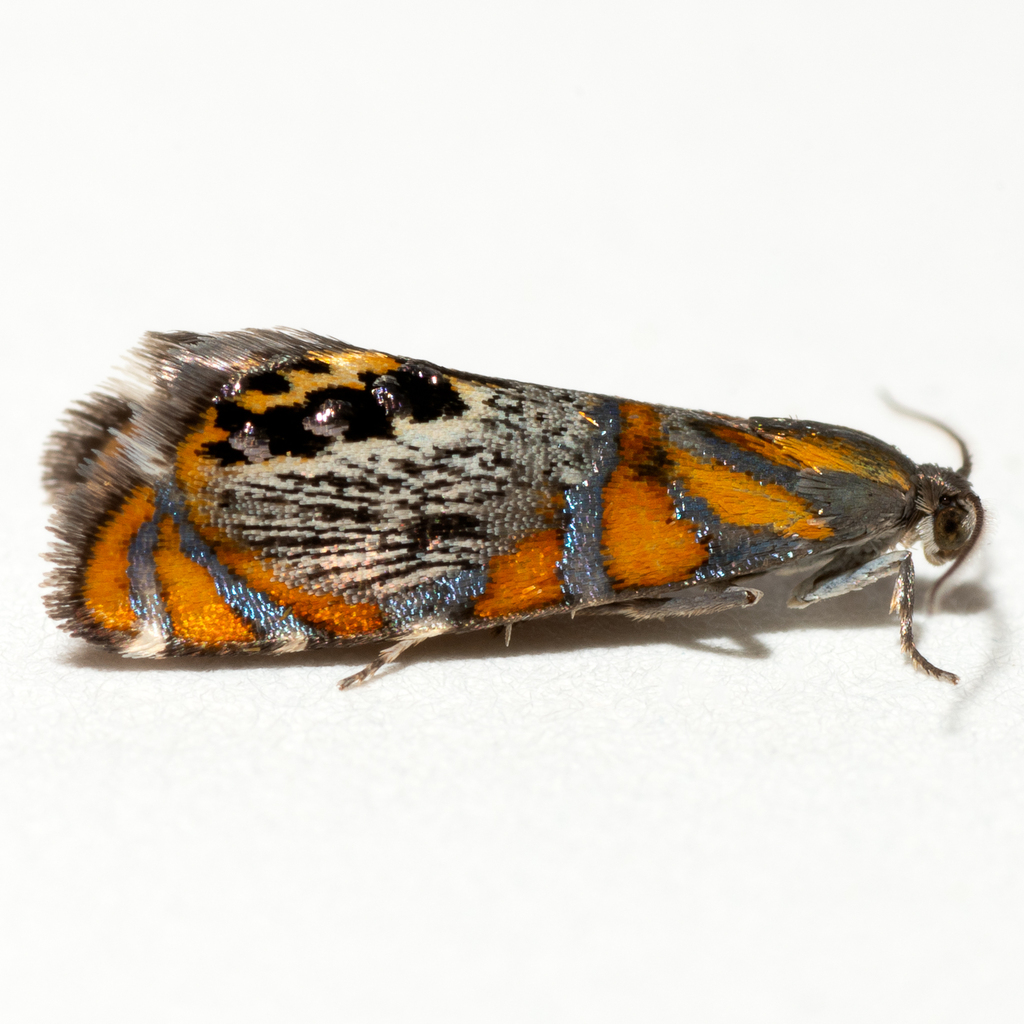 Chlidanotinae