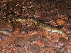 Crocodylus johnstoni