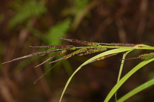 Carex graeffeana observed 2024-06-06