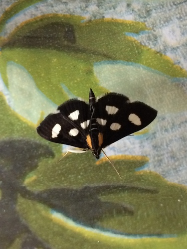Anania funebris