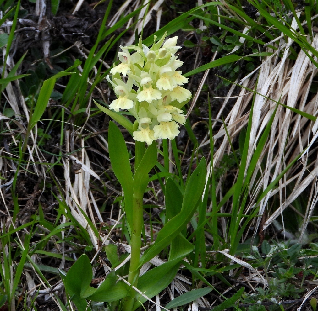 Dactylorhiza sambucina (L.) Soó 3