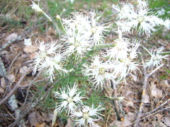 Dianthus arenarius