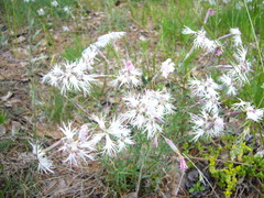 Dianthus arenarius