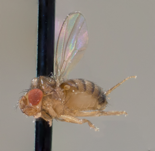 Drosophilidae