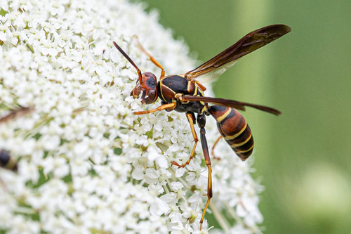 Hunter's Little Paper Wasp