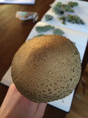 Lacrymaria asperospora