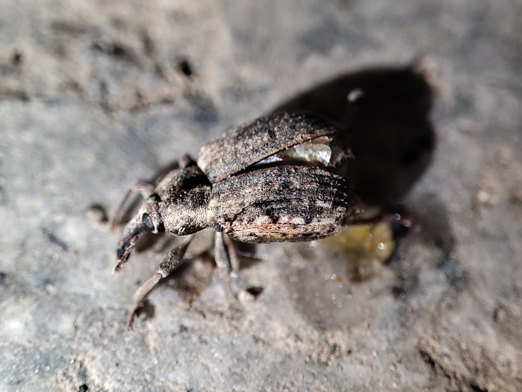 Cocoon Weevils from Beijing, Beijing, CN on June 5, 2024 at 11:32 PM by ...