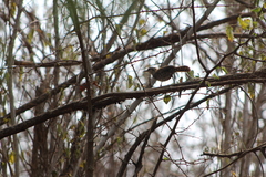 Thryophilus pleurostictus