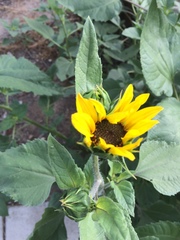 Helianthus