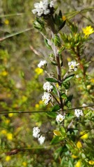 Phylica callosa