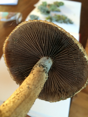 Lacrymaria asperospora