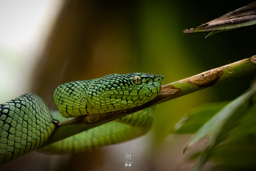 Photo of a South Philippine Temple Pitviper (Tropidolaemus philippensis)