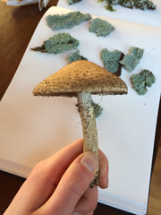 Lacrymaria asperospora