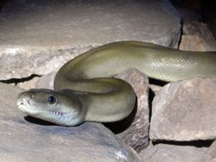 Liasis olivaceus olivaceus