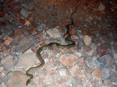 Liasis olivaceus olivaceus