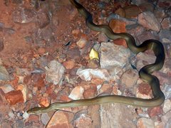 Liasis olivaceus olivaceus