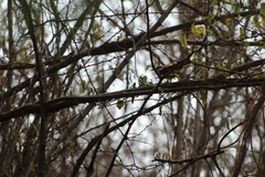 Thryophilus pleurostictus