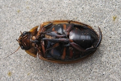 Dytiscus harrisii