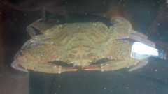 Achelous xantusii