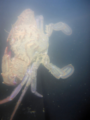 Achelous xantusii