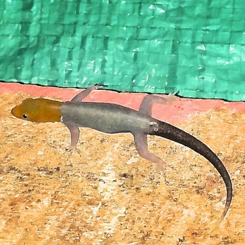 Yellow-headed Gecko, Santiago de Cuba, CU-SC, CU, photo 7 of 10
