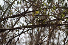 Thryophilus pleurostictus