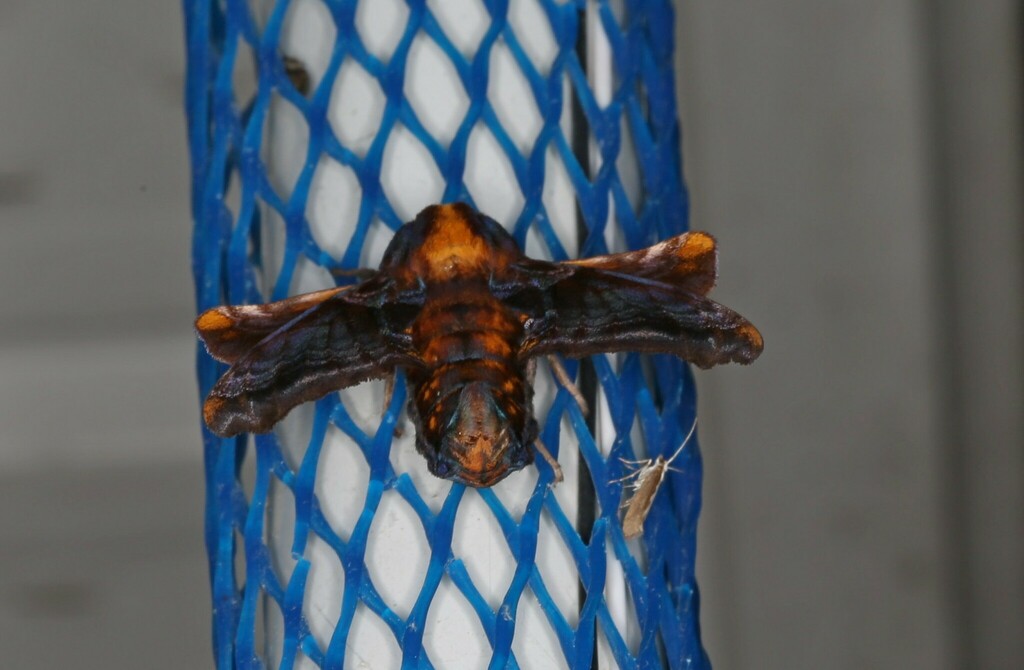 Small-eyed Sphinx from Mont-Joli, QC, Canada, 1101 rue Lussier on June ...