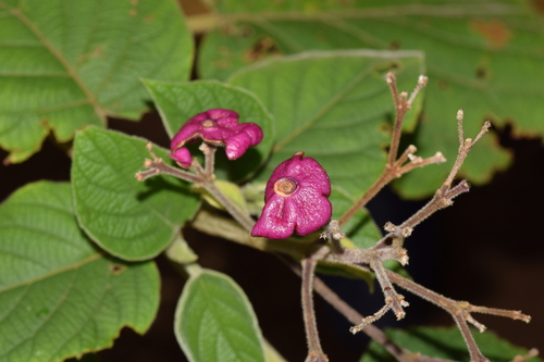 Clerodendrum lanuginosum observed 2024-06-06