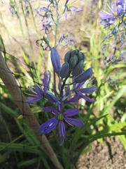 Camassia leichtlinii