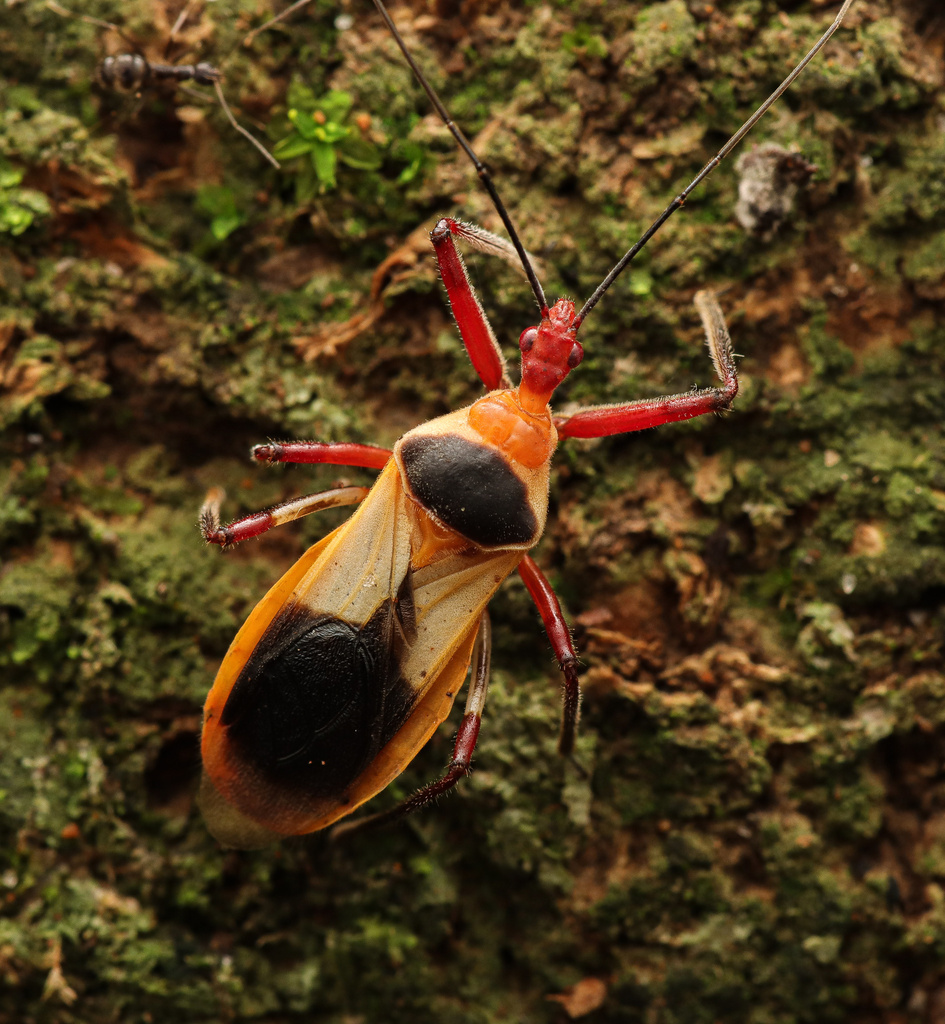 Castolus plagiaticollis