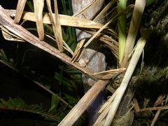 Pristimantis luteolateralis