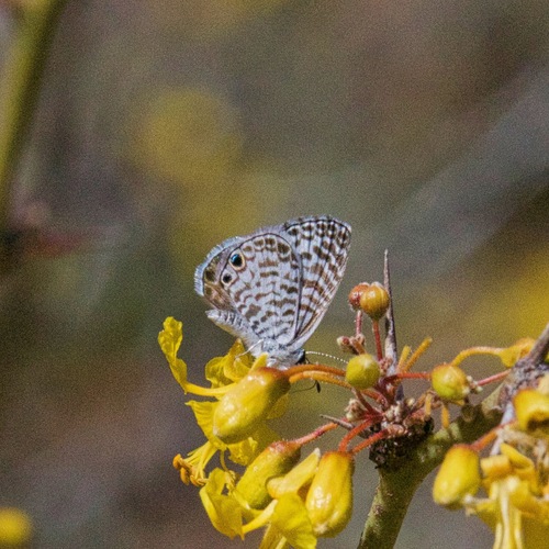 Leptotes cassius surbaja