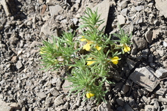 Ajuga chamaepitys chia