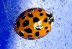 Harmonia axyridis