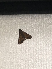 Cnaphalocrocis medinalis