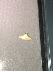 Cnaphalocrocis medinalis