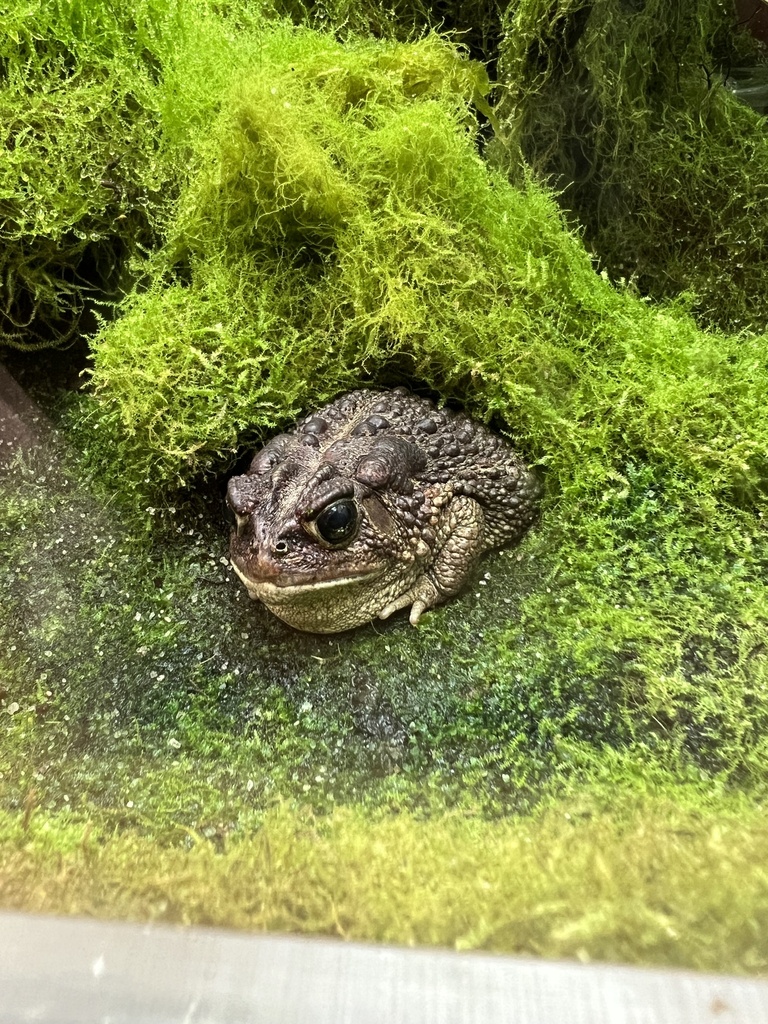 North American Toads from W Jones St, Raleigh, NC, US on December 29 ...