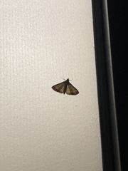 Cnaphalocrocis medinalis