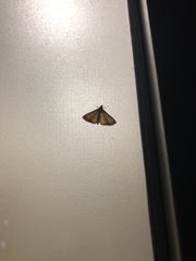 Cnaphalocrocis medinalis