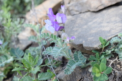 Vicia semiglabra