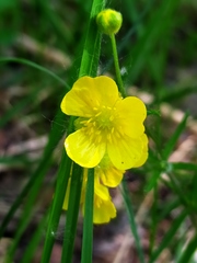 Ranunculus auricomus