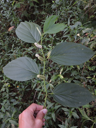 Piper crassinervium, photograph 1