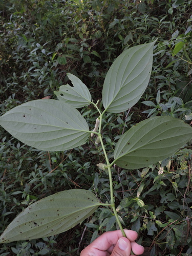 Piper crassinervium, photograph 2