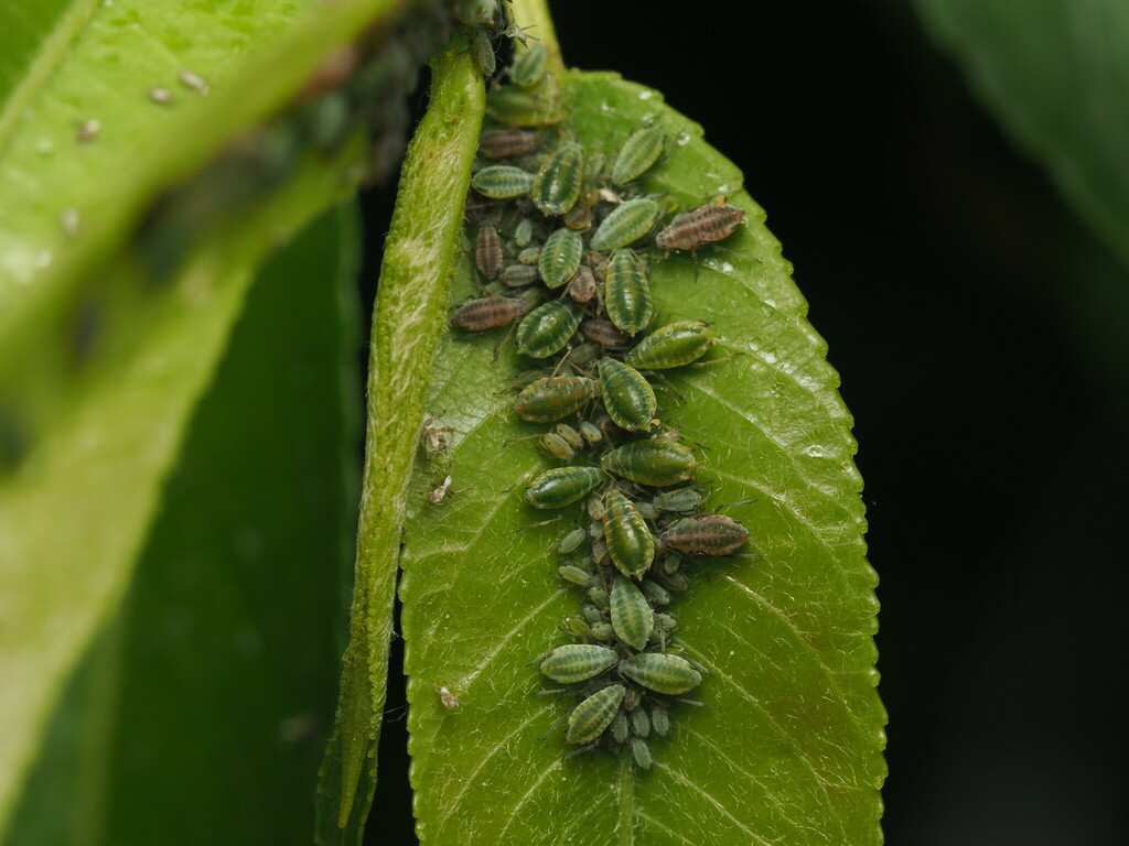 Spotted Willow-Angelica Aphid