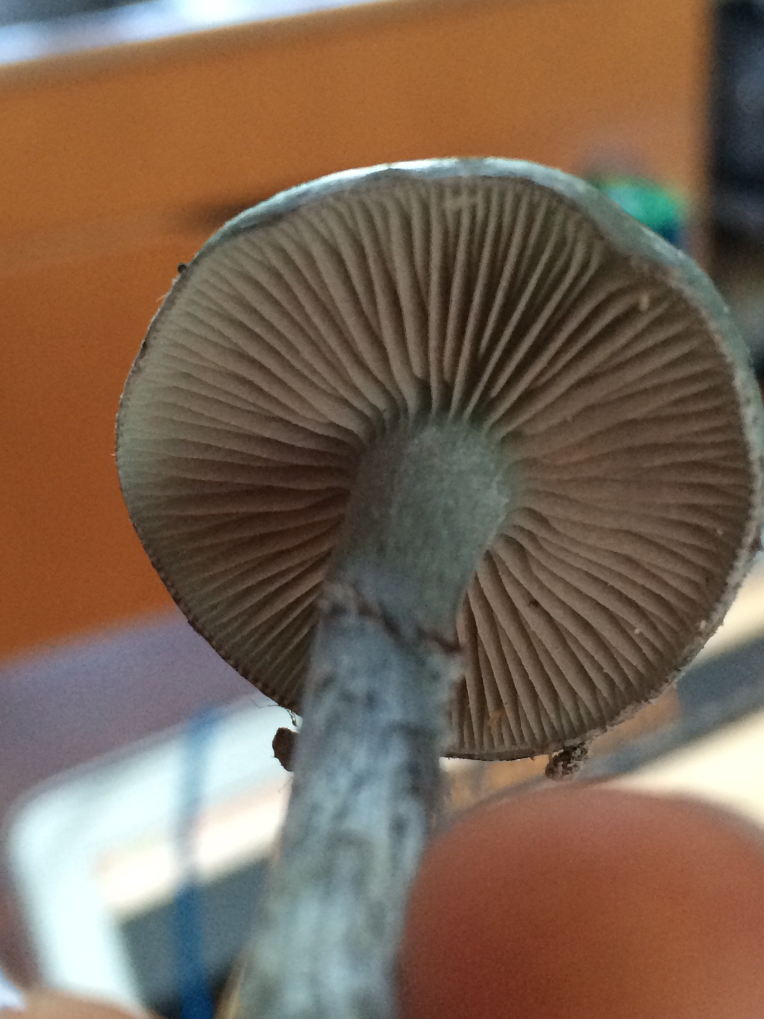 Stropharia caerulea image