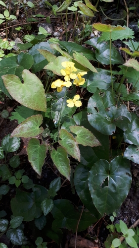 Algerian Barrenwort (Epimedium perralderianum)