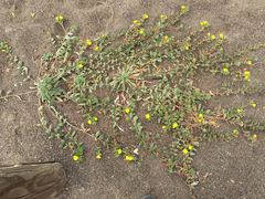 Camissoniopsis cheiranthifolia cheiranthifolia